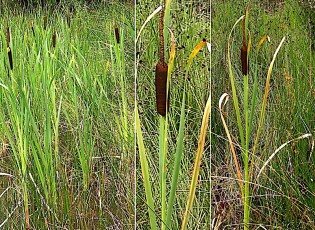 0178-Tyfacees-Typha-latifolia-Massette-a-larges-feuilles-T2