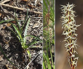 0189-Cyperacees-Carex-flacca-subsp.-erythrostachys-Laiche-glauque-a-epi-rouge-T2