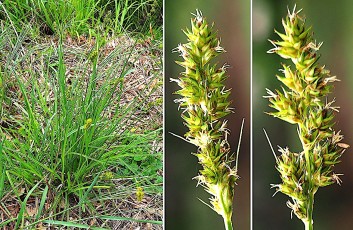 0191-Cyperacees-Carex-otrubae-ou-cuprina-Laiche-a-couleur-de-renard-T2