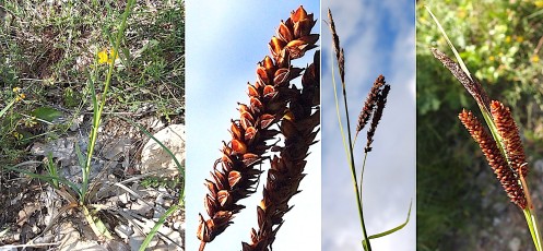 0193-Cyperacees-Carex-riparia-Laiche-des-rives-T2