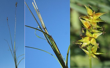 0194-Cyperacees-Carex-spicata-Laiche-en-epis-T2
