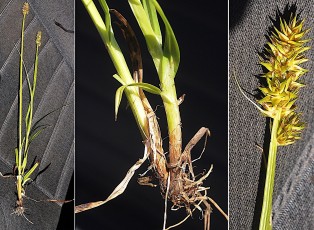 0197-Cyperacees-Carex-vulpina-Laiche-des-bois-T2