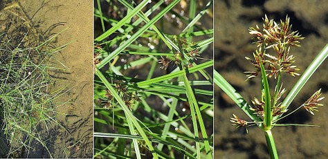 0198-Cyperacees-Cyperus-longus-subsp.-badius-Souchet-bai-T2