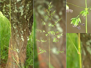 0217-Poacees-Agrostis-stolonifera-Agrostis-stolonifere-T3