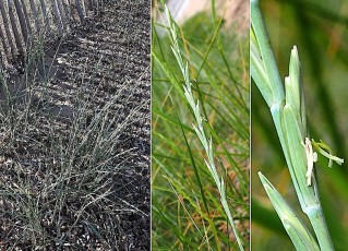 0225-Poacees-Elytrigia-intermedia-subsp.-intermedia-Chiendent-hispide-T3