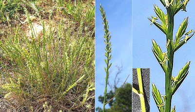 0226-Poacees-Elytrigia-obtusiflora-subsp.-obtusiflora-Chiendent-a-fleurs-obtuses-T3