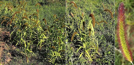 0248-Poacees-Setaria-viridis-subsp.-italica-Millet-dItalie-T3