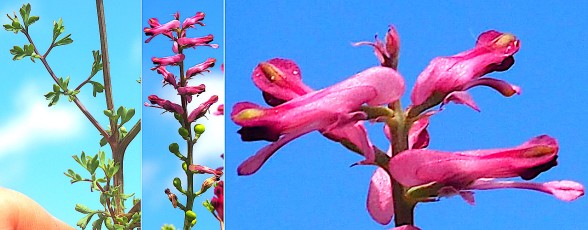 0264-Papaveracees-Fumaria-parviflora-Fumeterre-a-petites-fleurs-T4