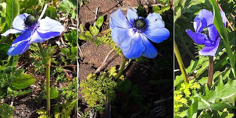 0277-Ranunculacees-Anemone-coronaria-purpura-Anemone-coronaire-bleu-mauve-T4