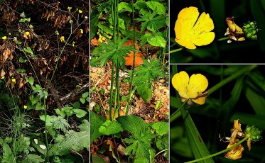 0287-Ranunculacees-Ranunculus-acris-subsp.-acris-Renoncule-acre-T4
