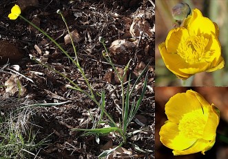 0291-Ranunculacees-Ranunculus-gramineus-Renoncule-a-feuilles-de-graminees-T4