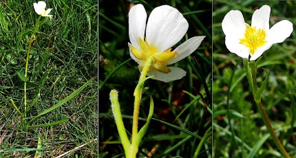 0292-Ranunculacees-Ranunculus-kuepferi-Renoncule-de-Kuepfer-T4