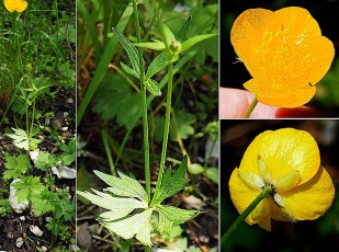 0293-Ranunculacees-Ranunculus-lanuginosus-Renoncule-laineuse-T4