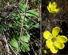 0295-Ranunculacees-Ranunculus-montanus-Renoncule-des-montagnes-T4