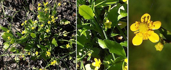 0296-Ranunculacees-Ranunculus-ophioglossifolius-Renoncule-a-feuilles-dophioglosse-T4