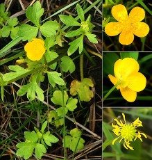 0297-Ranunculacees-Ranunculus-muricatus-Renoncule-a-petites-pointes-T4