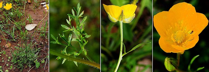 0298-Ranunculacees-Ranunculus-paludosus-Renoncule-des-marais-T4
