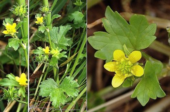 0299-Ranunculacees-Ranunculus-parviflorus-subsp.-chius-Renoncule-a-petites-fleurs-T4