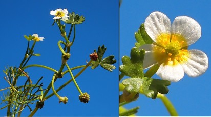 0300-Ranunculacees-Ranunculus-peltatus-subsp.-baudotii-Renoncule-de-Baudot-T4