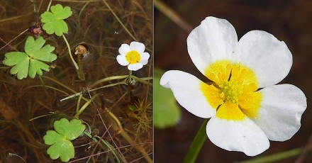 0301-Ranunculacees-Ranunculus-peltatus-subsp.-peltatus-Renoncule-peltinee-T4