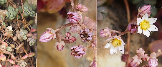 0317-Crassulacees-Sedum-dasyphyllum-Orpin-a-feuilles-epaisses-T5