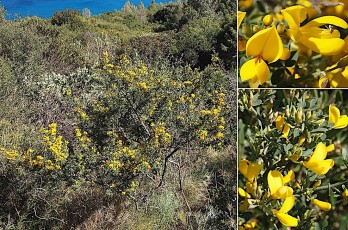 0344-Fabacees-Cytisus-spinosa-Calicotome-epineux-T5