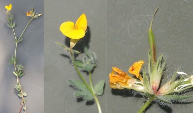 0349-Fabacees-Lotus-corniculatus-subsp.-delortii-Lotier-de-Delort-T5