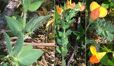 0350-Fabacees-Lotus-corniculatus-subsp.-alpinus-Lotier-des-Alpes-T5