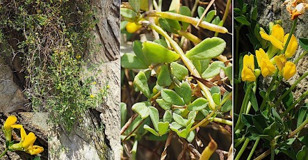 0352-Fabacees-Lotus-creticus-subsp.-cytisoides-Lotier-de-Crete-T5