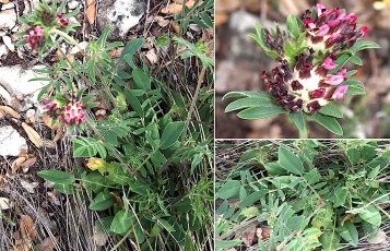 0355-Fabacees-Anthyllis-vulneraria-subsp.-praepropera-Anthyllide-a-fleurs-rouges-T5