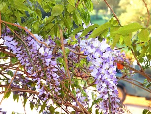 0372-Fabacees-Wisteria-sinensis-Glycine-T6