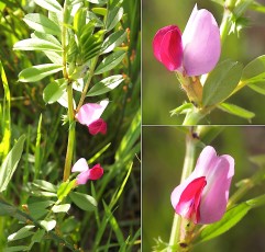 0373-Fabacees-Vicia-sativa-subsp.-sativa-Vesce-cultivee-T6