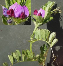 0374-Fabacees-Vicia-sativa-subsp.-macrocarpa-Vesce-a-gros-fruits-T6