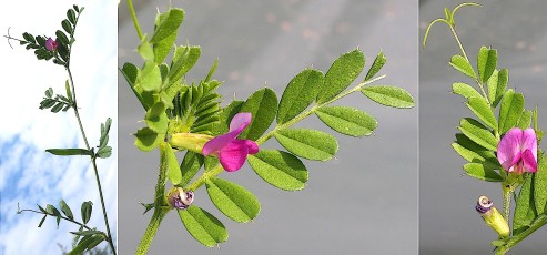 0375-Fabacees-Vicia-sativa-subsp.-cordata-Vesce-a-folioles-en-coeur-var.-rose-T6