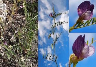 0377-Fabacees-Vicia-sativa-subsp.-nigra-ou-vicia-augustifolia-Vesce-noire-var.-noire-T6