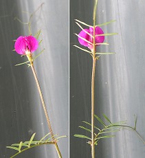 0378-Fabacees-Vicia-sativa-subsp.-nigra-ou-vicia-augustifolia-Vesce-noire-var.-pourpre-T6