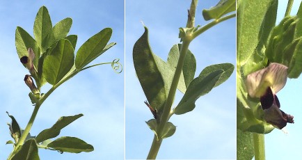 0384-Fabacees-Vicia-narbonensis-subsp.-johannis-Vesce-de-Johann-T6