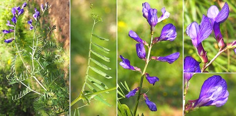 0390-Fabacees-Vicia-onobrychioides-Vesce-faux-sainfoin-T6
