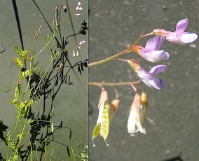 0393-Fabacees-Vicia-tetrasperma-subsp.-gracilis-Vesce-a-petites-fleurs-Gareoult-T6
