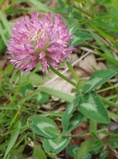 0416-Fabacees-Trifolium-pratense-subsp.-pratense-Trefle-commun-T6