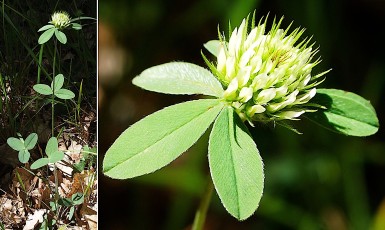 0417-Fabacees-Trifolium-ochroleucon-Trefle-beige-T6