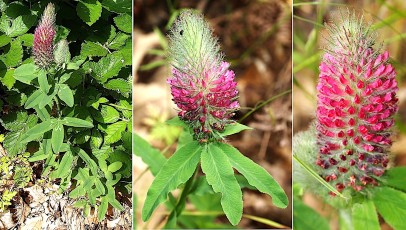 0418-Fabacees-Trifolium-rubens-Trefle-rougeatre-T6