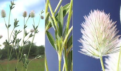 0422-Fabacees-Trifolium-arvense-var.-australe-Trefle-des-champs-T6