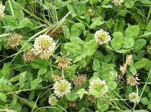 0424-Fabacees-Trifolium-repens-Trefle-blanc-T6