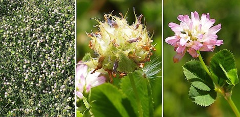 0426-Fabacees-Trifolium-resupinatum-Trefle-renverse-T6