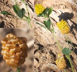 0427-Fabacees-Trifolium-campestri-Trefle-champetre-T6