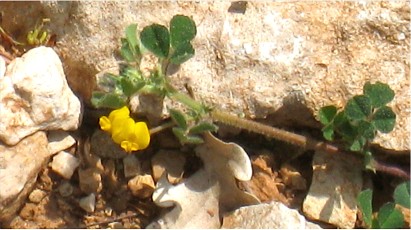 0435-Fabacees-Medicago-truncatula-Luzerne-tronquee-T6