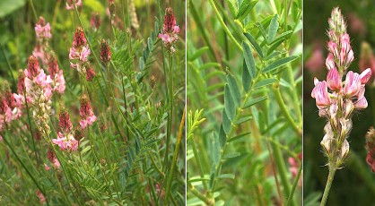 0442-Fabacees-Onobrychis-viciifolia-subsp.-montana-Sainfoin-montagnard-T7