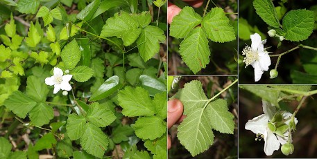 0457-Rosacees-Rubus-caesius-Ronce-bleuatre-T7