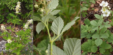 0458-Rosacees-Rubus-canescens-Ronce-tomenteuse-ou-blanchatre-T7